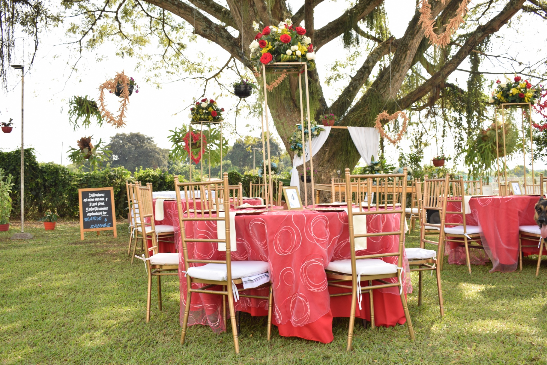Vista panorámica de mesas de boda bajo árbol centenario