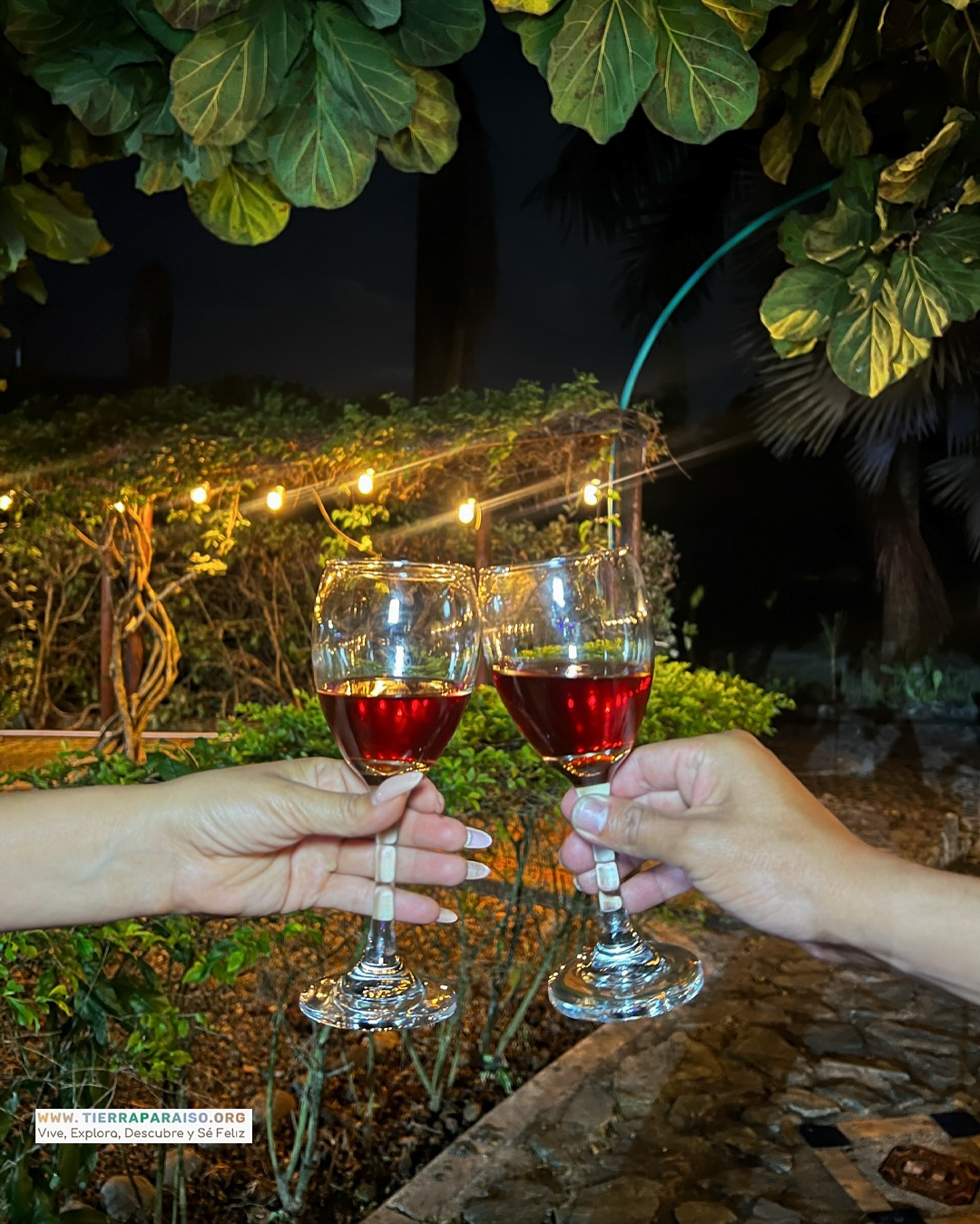 Brindis de vino en jardines nocturnos