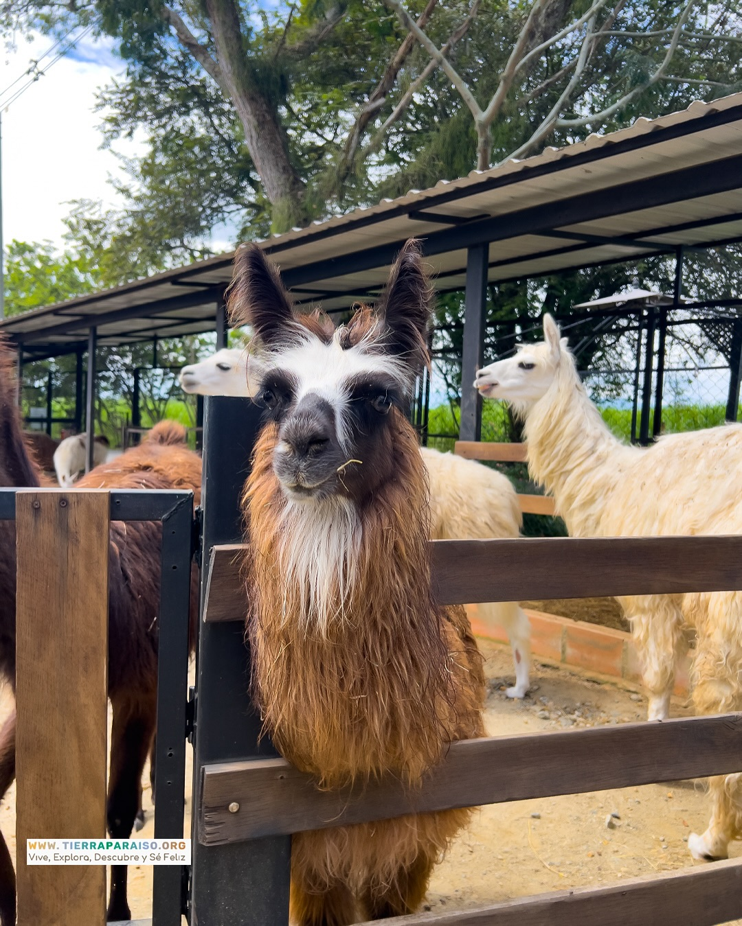 Llamas en la granja del hotel